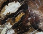 Polished Petrified Wood (Oak) Slab - Oregon #68021-1